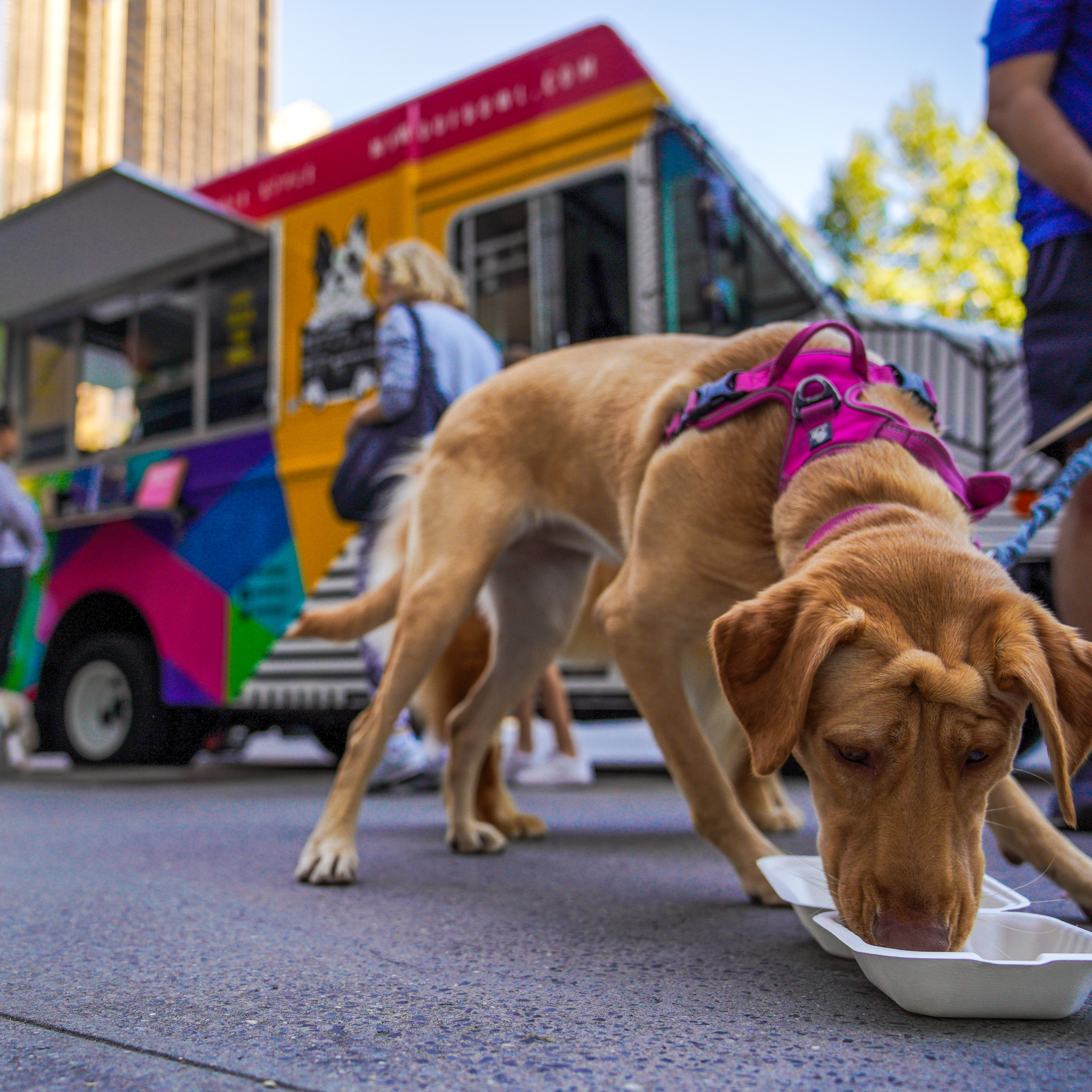 Woofbowl